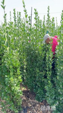 高度160厘米北海道黄杨