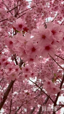 12公分高杆阳光樱