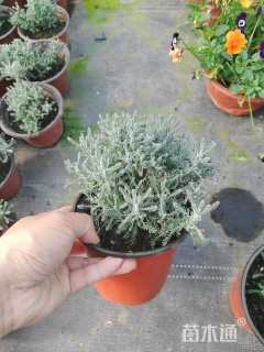 高度10厘米银香菊