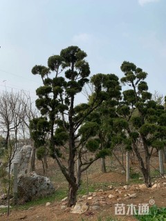 造型龙柏