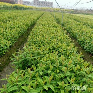 高度20厘米金丝桃