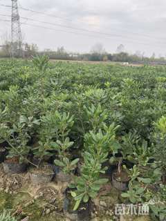 高度35厘米海桐