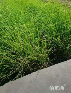 高度40厘米紫田根