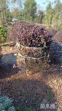 冠幅150厘米红花继木球