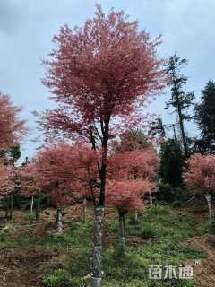 16公分日本红枫