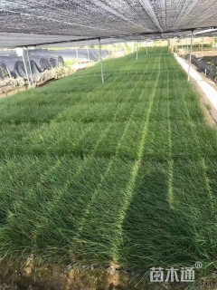 高度25厘米葱兰