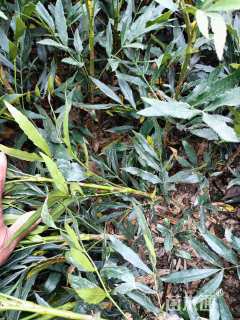 高度40厘米十大功劳