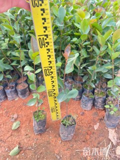 高度20厘米油茶