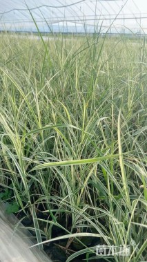 高度40厘米花叶芒