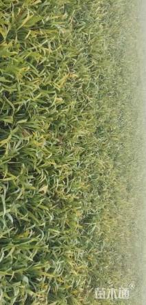 高度30厘米黄花鸢尾