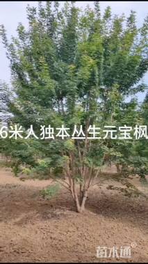 高度600厘米丛生元宝枫