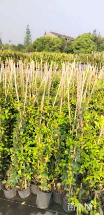 100厘米风车茉莉