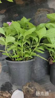 高度48厘米八仙花