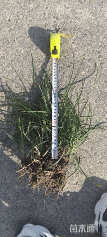 高度20厘米细叶麦冬草