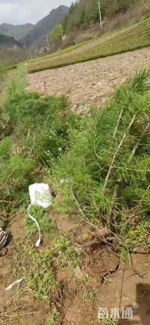 高度150厘米白皮松