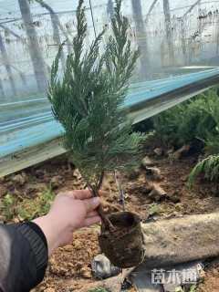 高度50厘米小龙柏