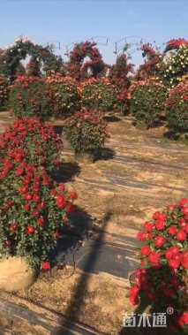 高度100厘米月季