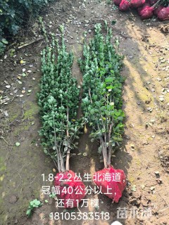 高度180厘米卫矛