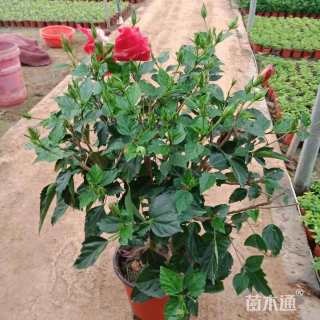 高度60厘米扶桑