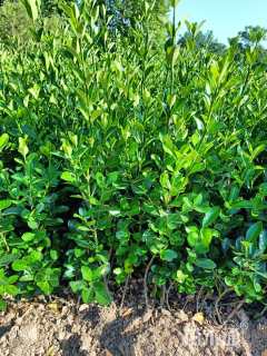 高度30厘米豆瓣黄杨