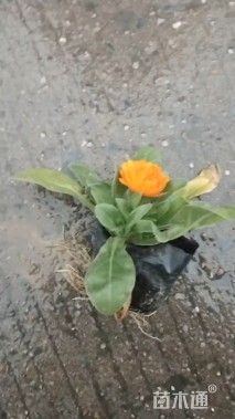 高度5厘米金盏菊