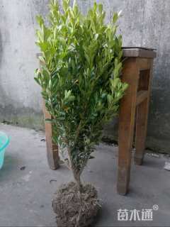 高度35厘米瓜子黄杨小苗
