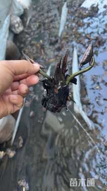 高度20厘米睡莲