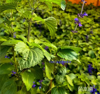 高度30厘米蓝霸鼠尾草