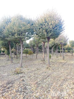 15公分桃叶卫矛