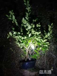 高度70厘米金森女贞