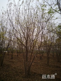 高度6厘米丛生五角枫