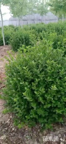 高度80厘米卫矛球