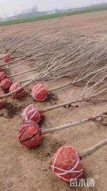 高度250厘米紫荆