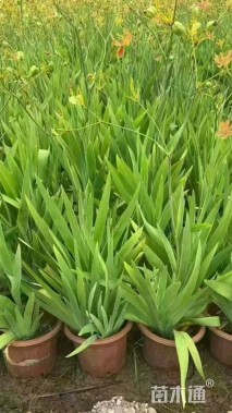 高度30厘米射干