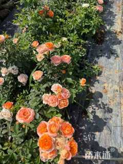 高度35厘米月季