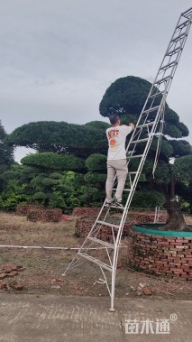 30公分造型日本罗汉松