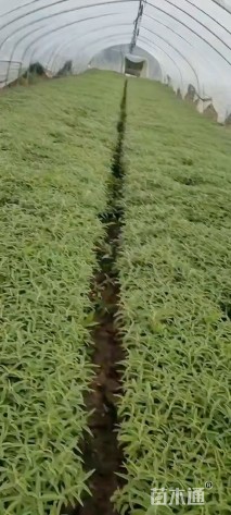 高度20厘米墨西哥鼠尾草