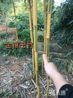 地栽苗金镶玉竹