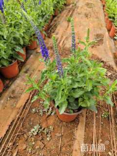 高度25厘米婆婆纳