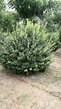 冠幅150厘米卫矛球