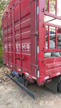 高度20厘米兰花