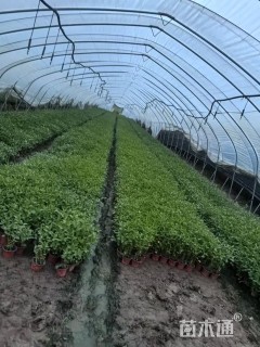 高度30厘米鼠尾草