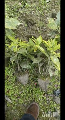 高度50厘米洒金珊瑚