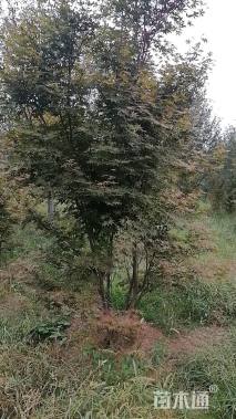 高度450厘米丛生鸡爪槭