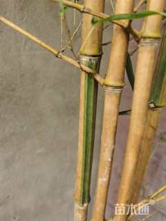 容器苗金镶玉竹