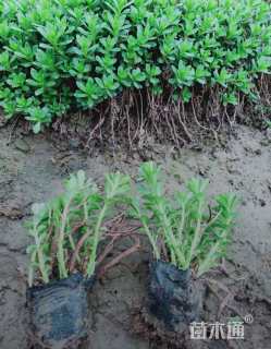 高度5厘米三七景天