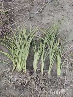 高度30厘米常绿萱草