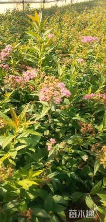 高度30厘米金焰绣线菊