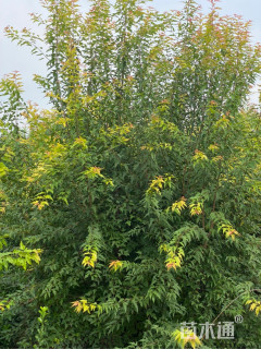 高度450厘米丛生茶条槭