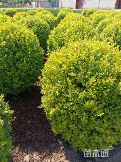 冠幅80厘米金叶女贞球